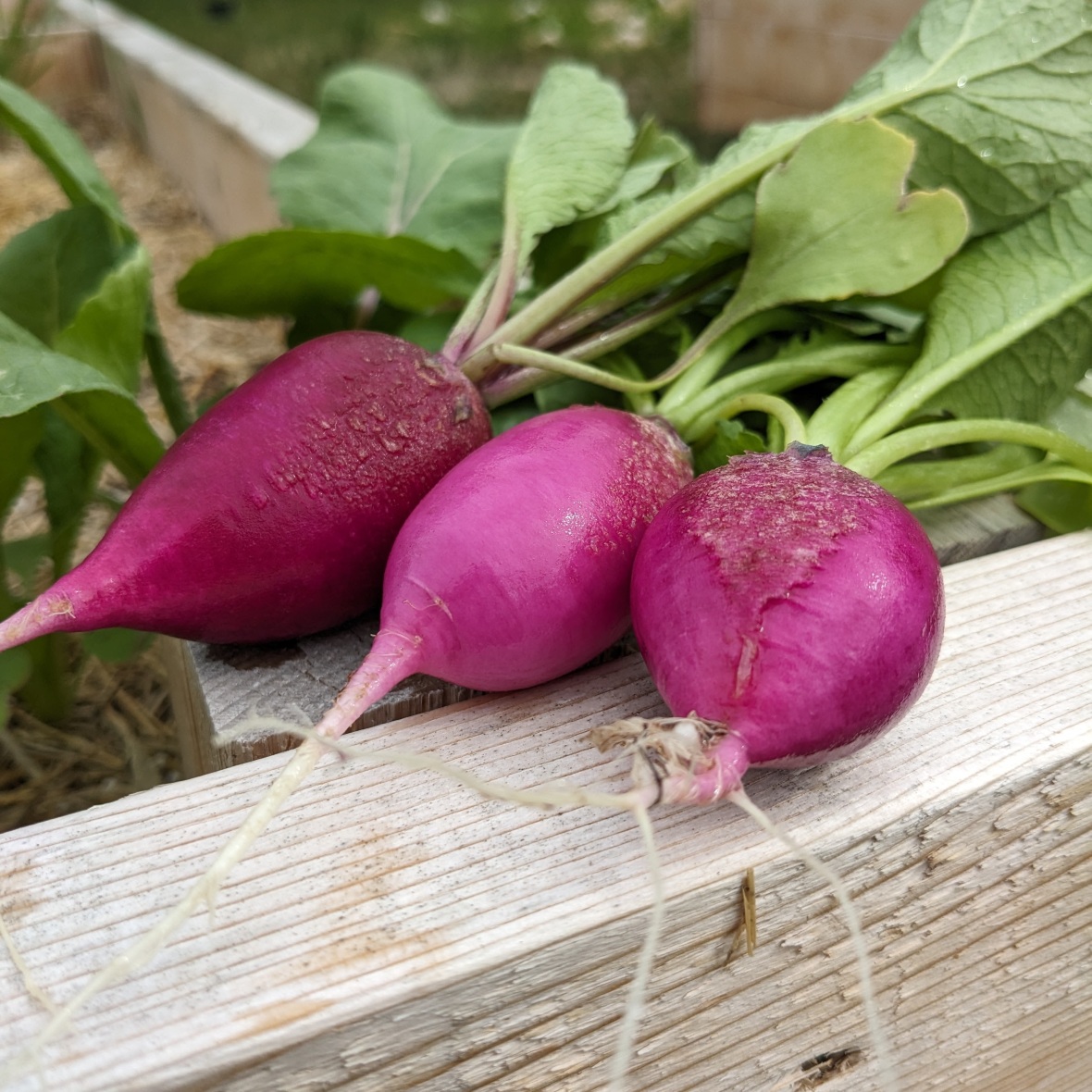 A Radish Harvest and a Recipe to Try