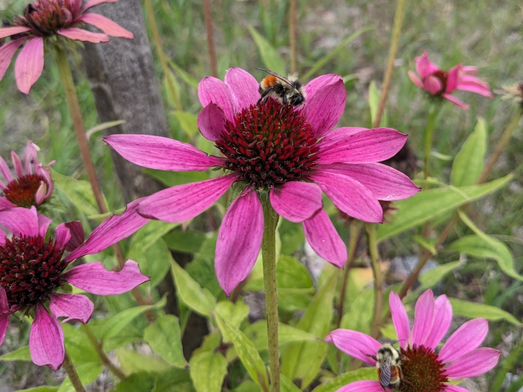 A bee eats nectar from a pink echinacea bloom.
