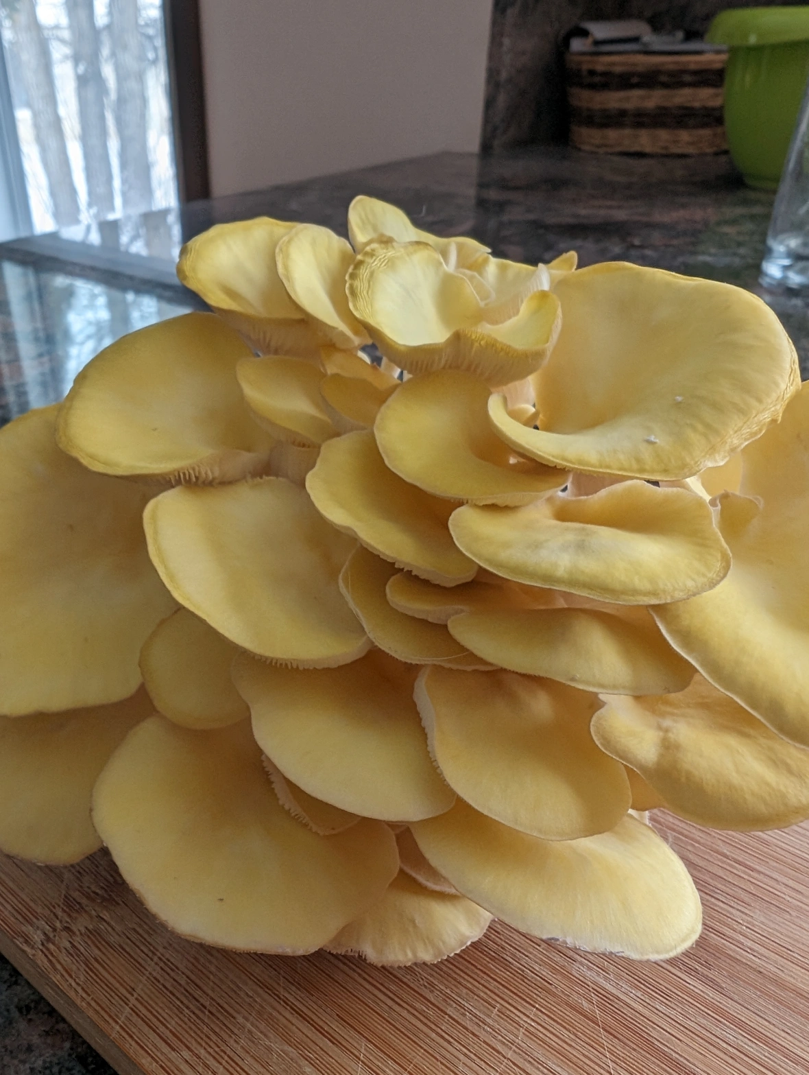 Wow, yellow oyster mushrooms sure grow fast! 🍄