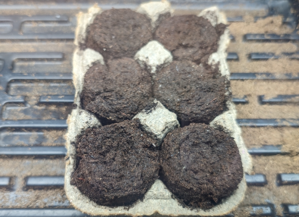 Moist peat pellets sit in half of a cardboard egg carton, with one pellet in each egg pocket. The egg carton sits in a plastic tray.